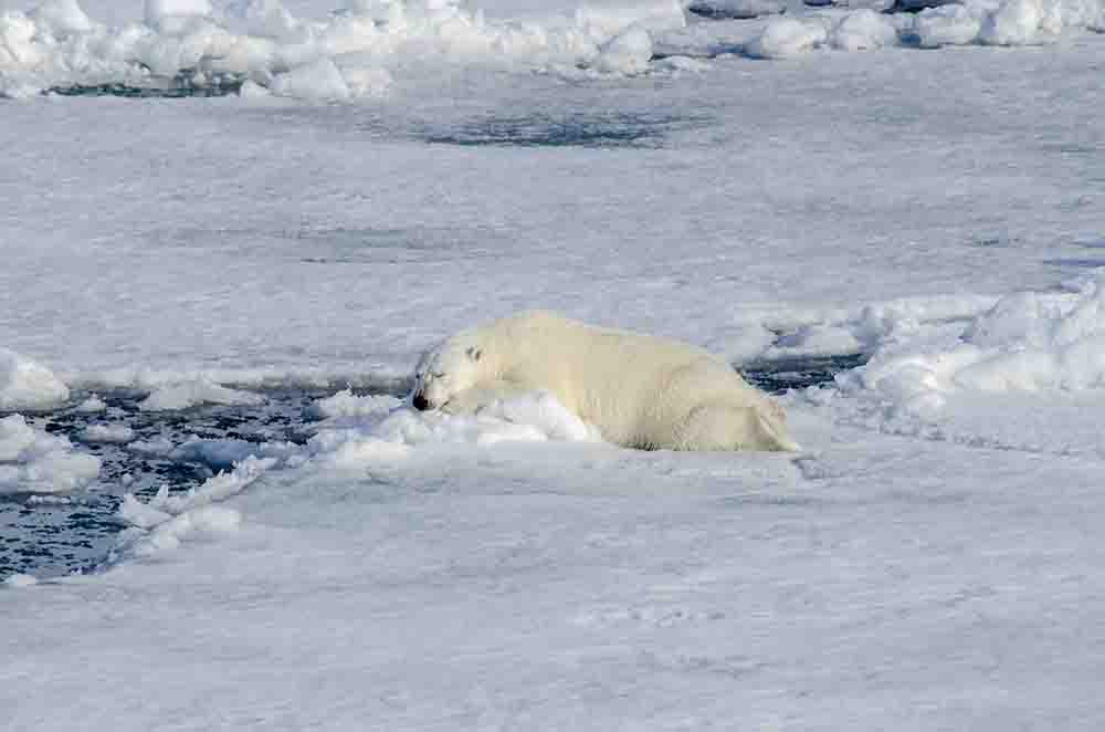 49 - Oso Polar - islas Svalbard - Noruega